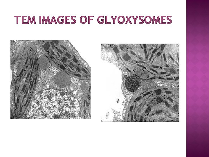 TEM IMAGES OF GLYOXYSOMES 