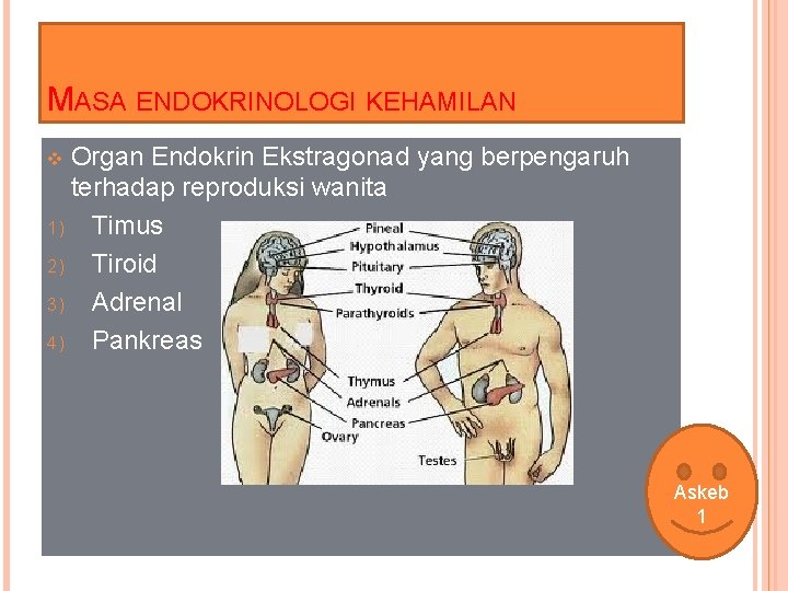 MASA ENDOKRINOLOGI KEHAMILAN Organ Endokrin Ekstragonad yang berpengaruh terhadap reproduksi wanita 1) Timus 2)