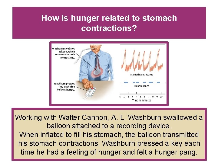 How is hunger related to stomach contractions? Working with Walter Cannon, A. L. Washburn How is hunger related to stomach contractions? Working with Walter Cannon, A. L. Washburn
