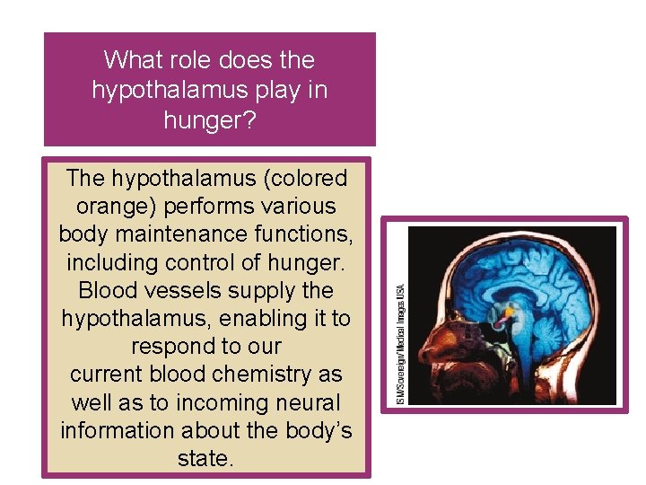 What role does the hypothalamus play in hunger? The hypothalamus (colored orange) performs various