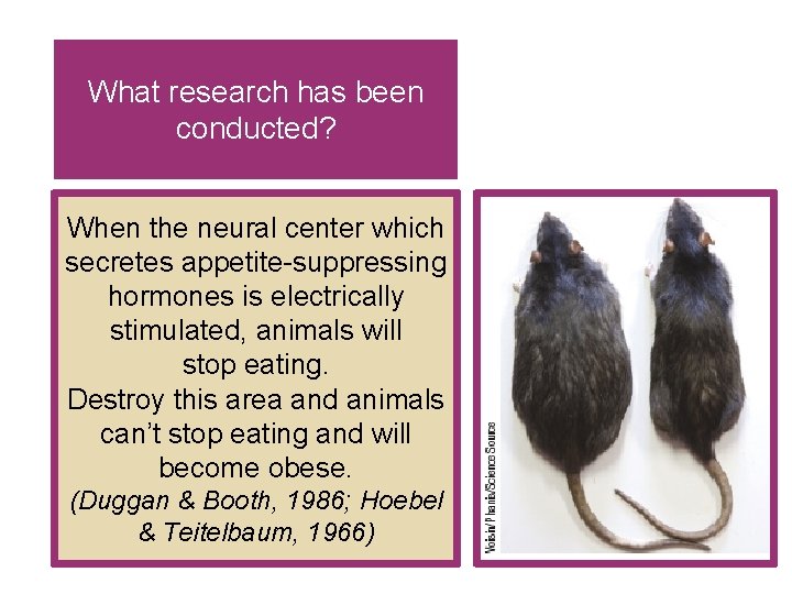 What research has been conducted? When the neural center which secretes appetite-suppressing hormones is