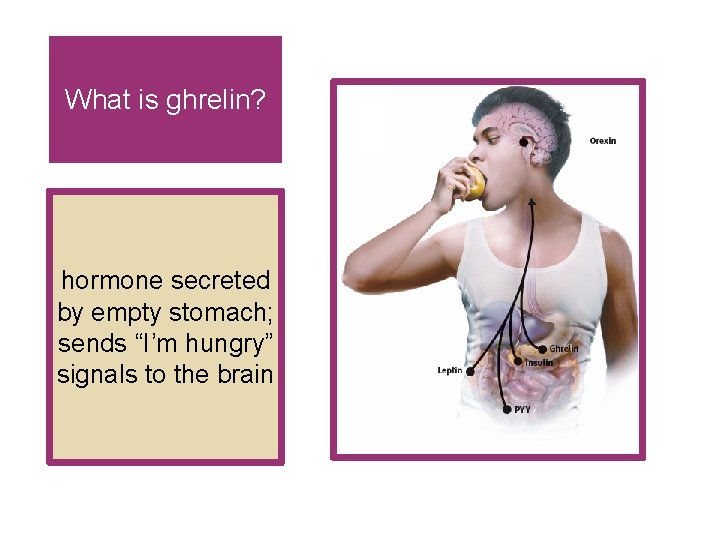 What is ghrelin? hormone secreted by empty stomach; sends “I’m hungry” signals to the