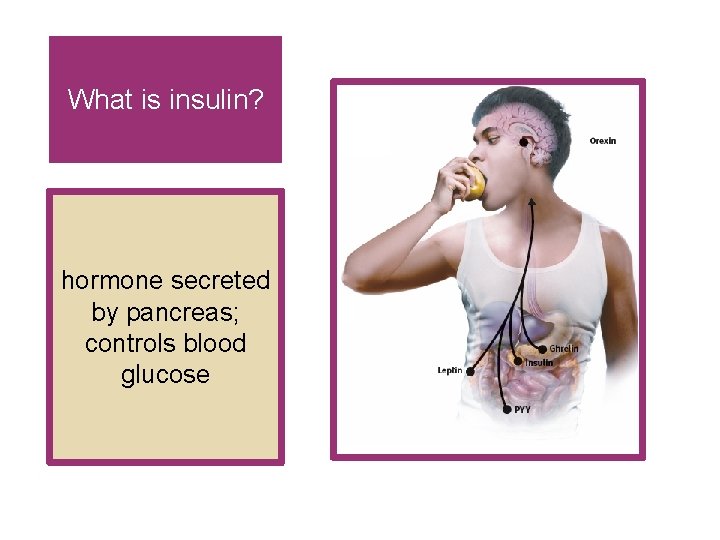 What is insulin? hormone secreted by pancreas; controls blood glucose 