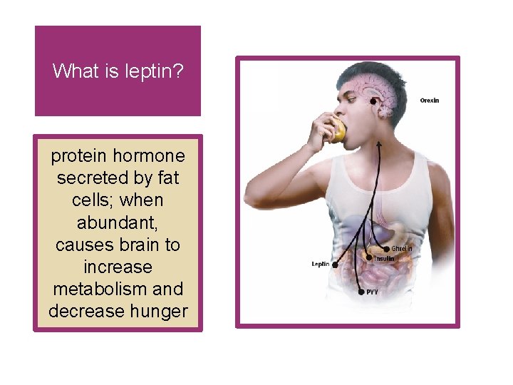 What is leptin? protein hormone secreted by fat cells; when abundant, causes brain to What is leptin? protein hormone secreted by fat cells; when abundant, causes brain to