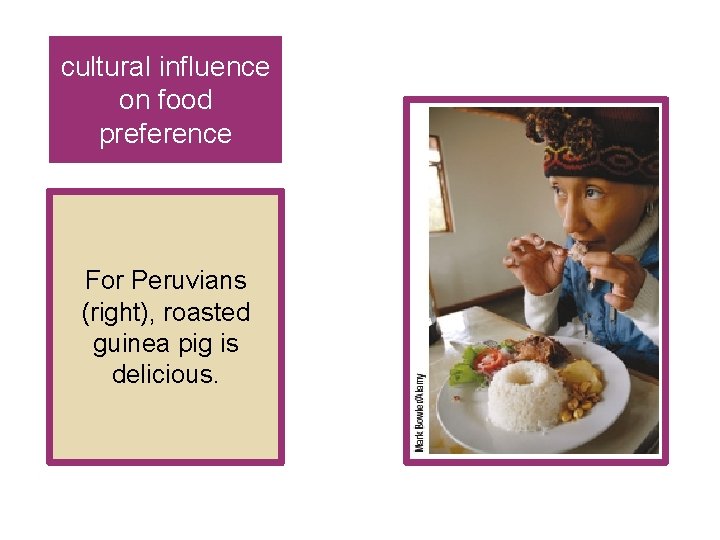 cultural influence on food preference For Peruvians (right), roasted guinea pig is delicious. cultural influence on food preference For Peruvians (right), roasted guinea pig is delicious.