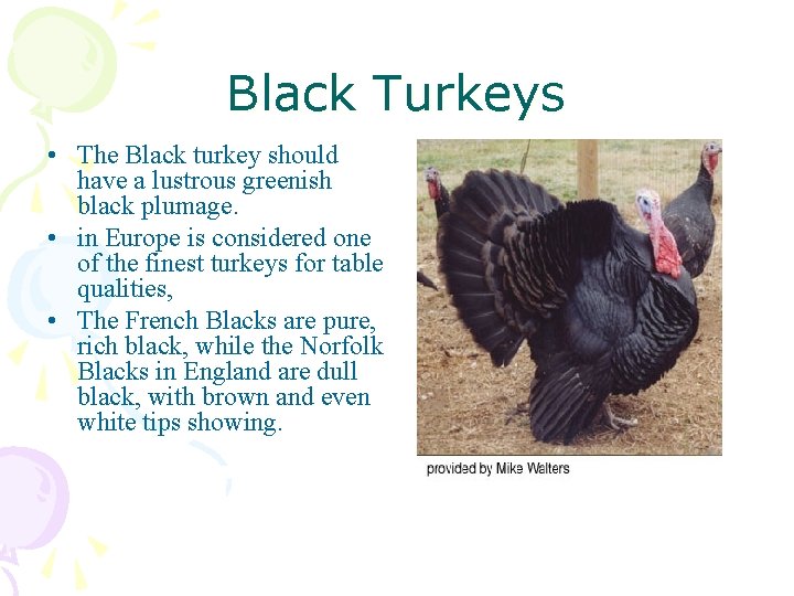 Black Turkeys • The Black turkey should have a lustrous greenish black plumage. •
