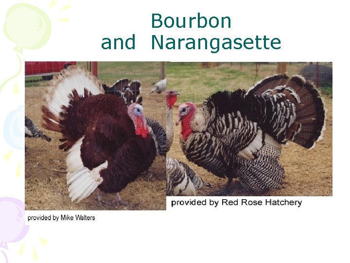 Bourbon and Narangasette 