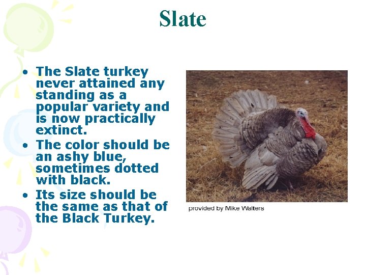 Slate • The Slate turkey never attained any standing as a popular variety and