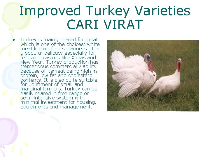 Improved Turkey Varieties CARI VIRAT • Turkey is mainly reared for meat which is