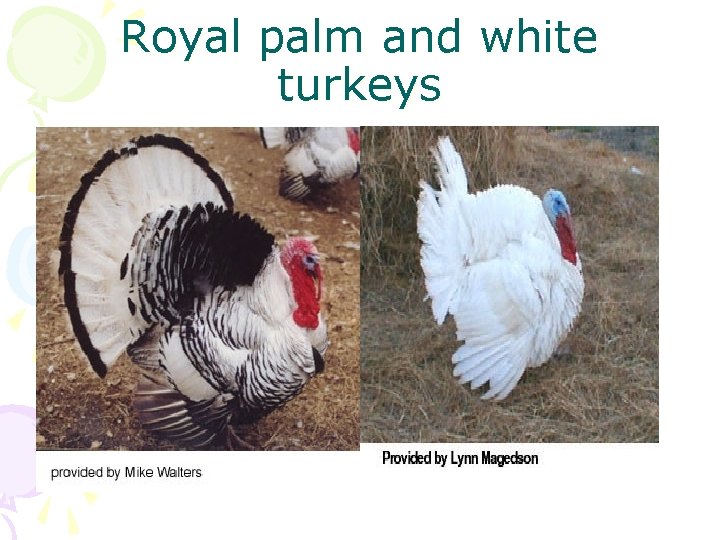 Royal palm and white turkeys 