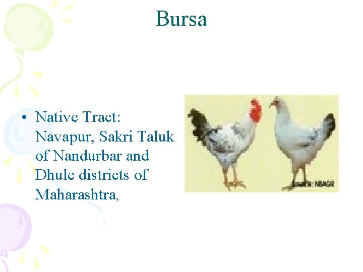 Bursa • Native Tract: Navapur, Sakri Taluk of Nandurbar and Dhule districts of Maharashtra,