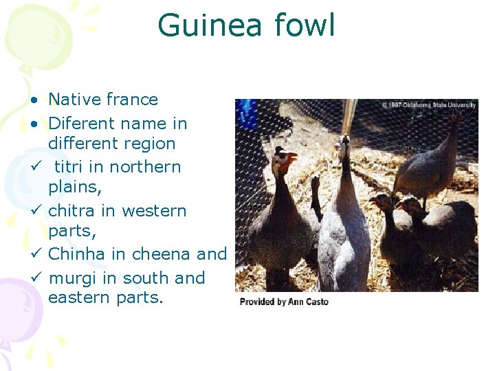 Guinea fowl • Native france • Diferent name in different region ü titri in