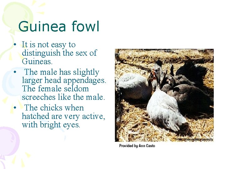 Guinea fowl • It is not easy to distinguish the sex of Guineas. •