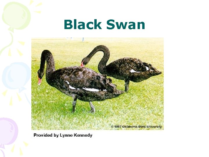 Black Swan 