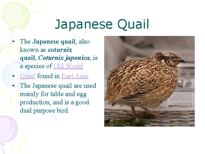 Japanese Quail • The Japanese quail, also known as coturnix quail, Coturnix japonica, is