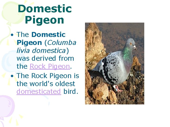 Domestic Pigeon • The Domestic Pigeon (Columba livia domestica) was derived from the Rock