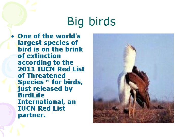 Big birds • One of the world’s largest species of bird is on the