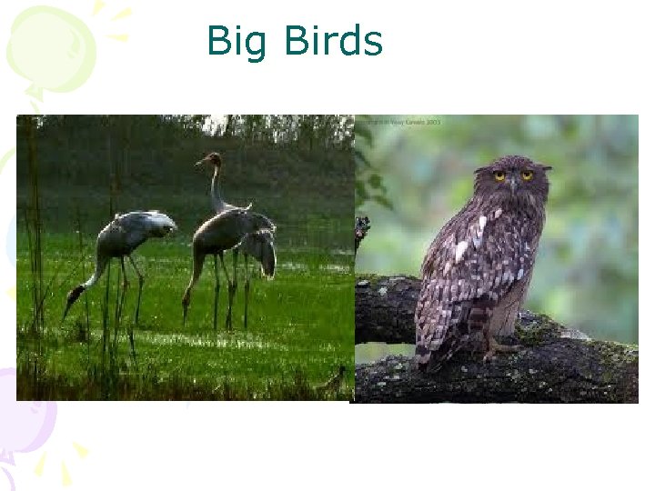 Big Birds 