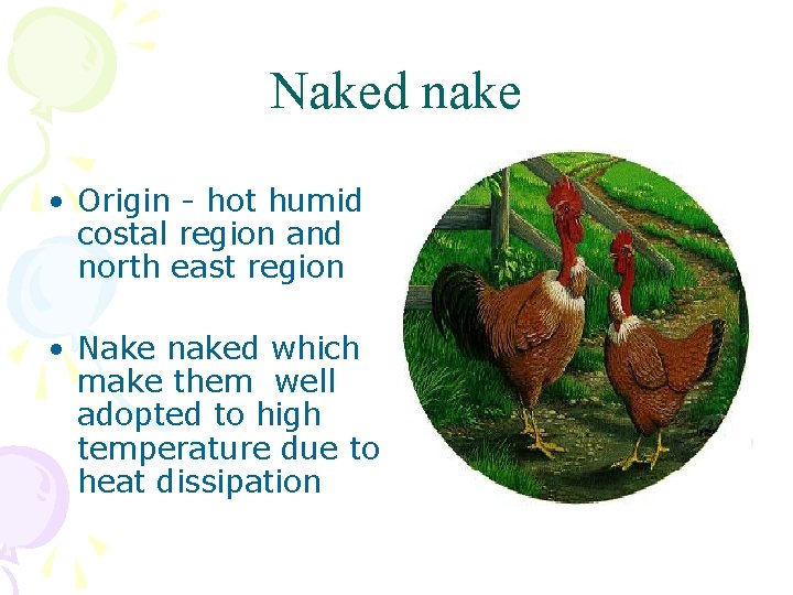 Naked nake • Origin - hot humid costal region and north east region •