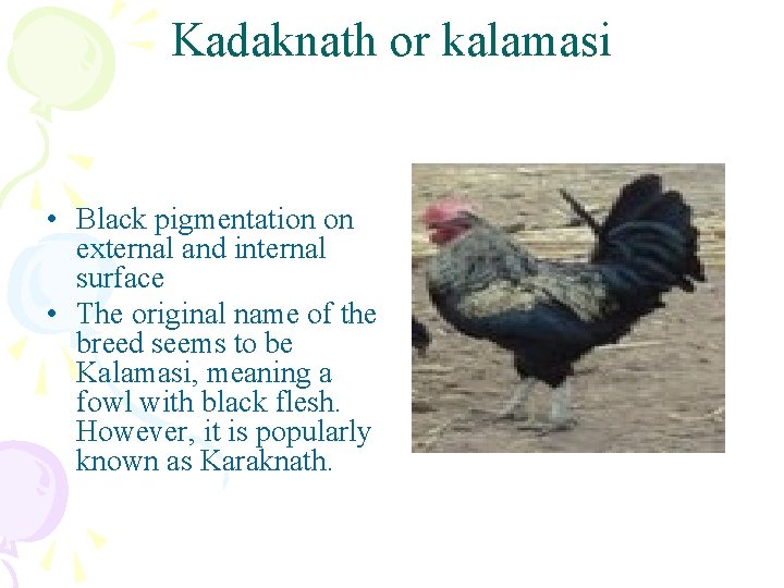 Kadaknath or kalamasi • Black pigmentation on external and internal surface • The original