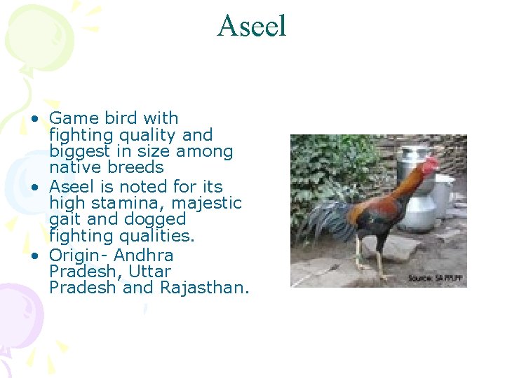 Aseel • Game bird with fighting quality and biggest in size among native breeds