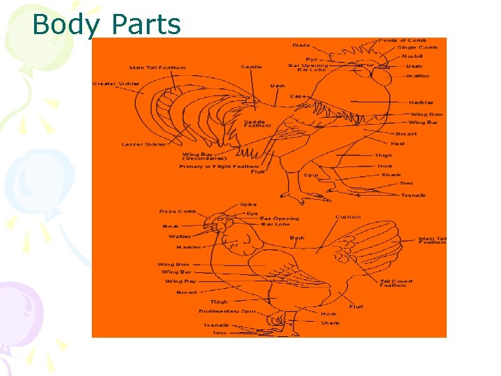 Body Parts 