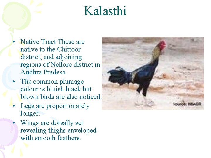 Kalasthi • Native Tract These are native to the Chittoor district, and adjoining regions
