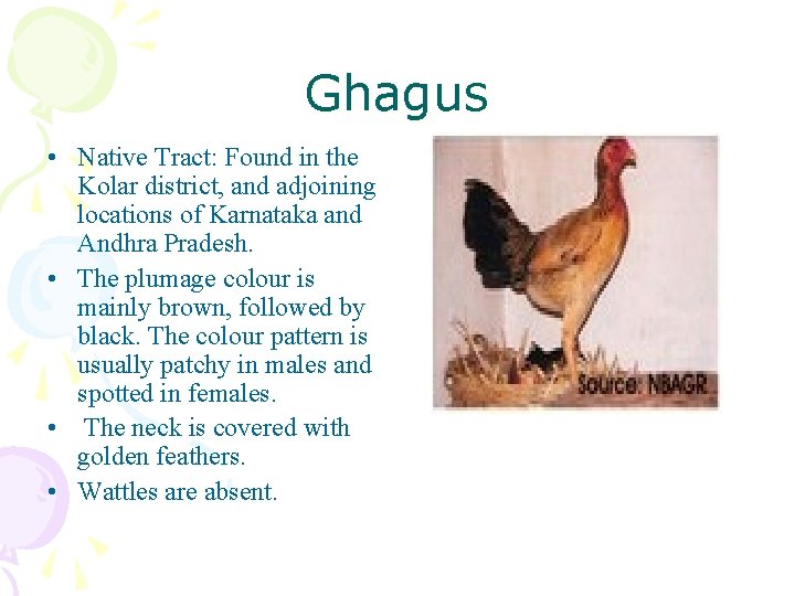 Ghagus • Native Tract: Found in the Kolar district, and adjoining locations of Karnataka