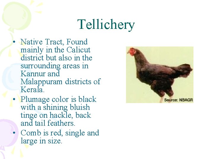 Tellichery • Native Tract, Found mainly in the Calicut district but also in the