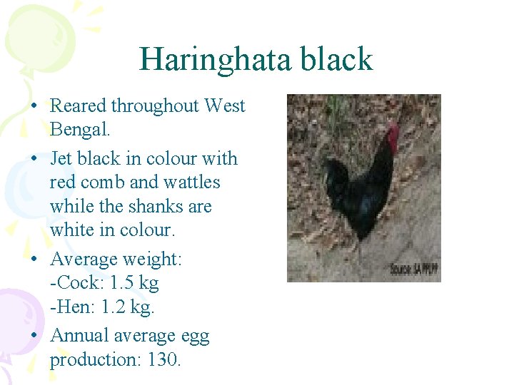 Haringhata black • Reared throughout West Bengal. • Jet black in colour with red