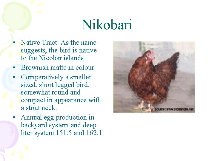 Nikobari • Native Tract: As the name suggests, the bird is native to the
