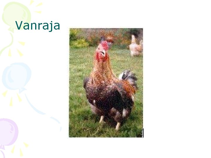 Vanraja 