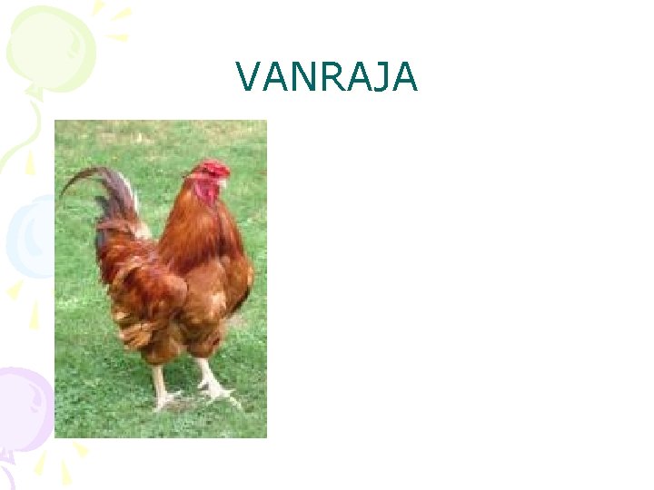 VANRAJA 