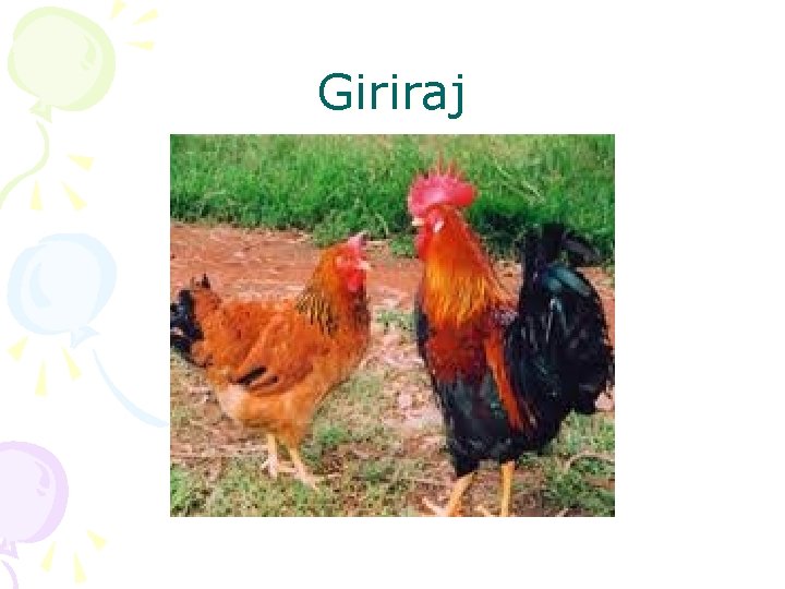 Giriraj 