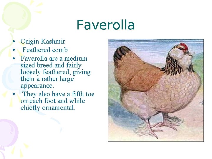 Faverolla • Origin Kashmir • Feathered comb • Faverolla are a medium sized breed