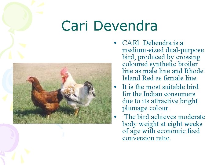 Cari Devendra • CARl Debendra is a medium-sized dual-purpose bird, produced by crossing coloured