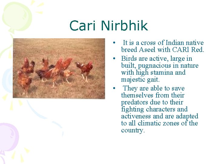 Cari Nirbhik • It is a cross of Indian native breed Aseel with CARl