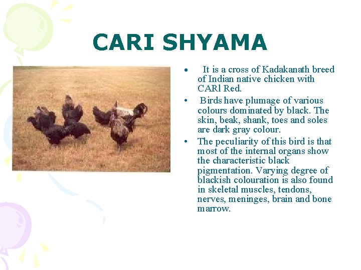 CARI SHYAMA • It is a cross of Kadakanath breed of Indian native chicken