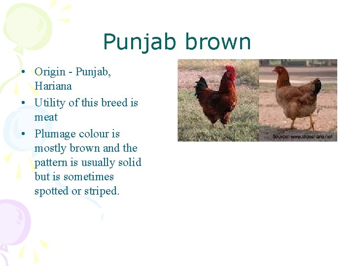 Punjab brown • Origin - Punjab, Hariana • Utility of this breed is meat