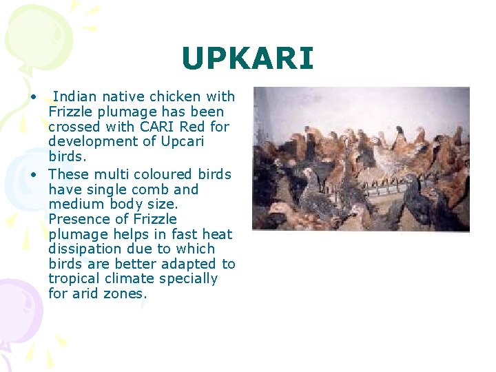 UPKARI • Indian native chicken with Frizzle plumage has been crossed with CARI Red