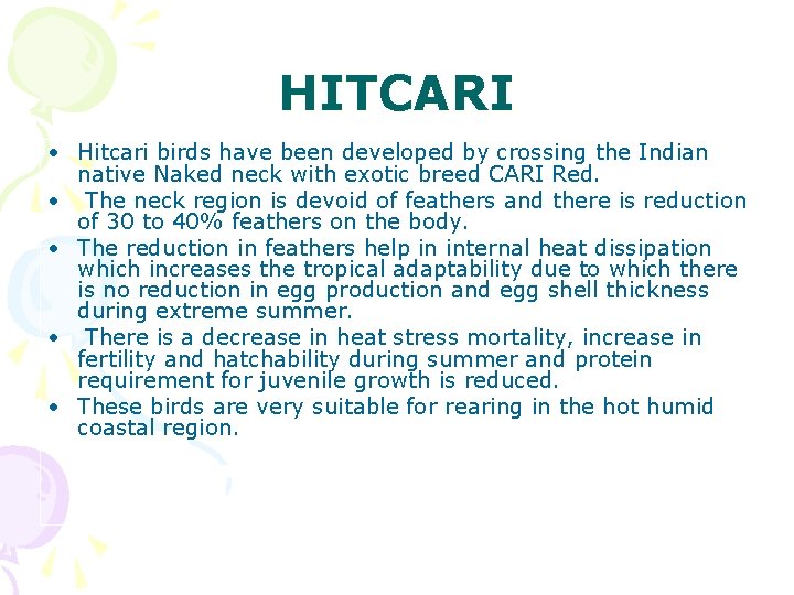 HITCARI • Hitcari birds have been developed by crossing the Indian native Naked neck