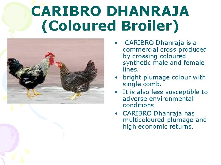 CARIBRO DHANRAJA (Coloured Broiler) • CARIBRO Dhanraja is a commercial cross produced by crossing