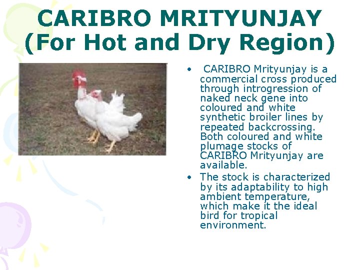 CARIBRO MRITYUNJAY (For Hot and Dry Region) • CARIBRO Mrityunjay is a commercial cross
