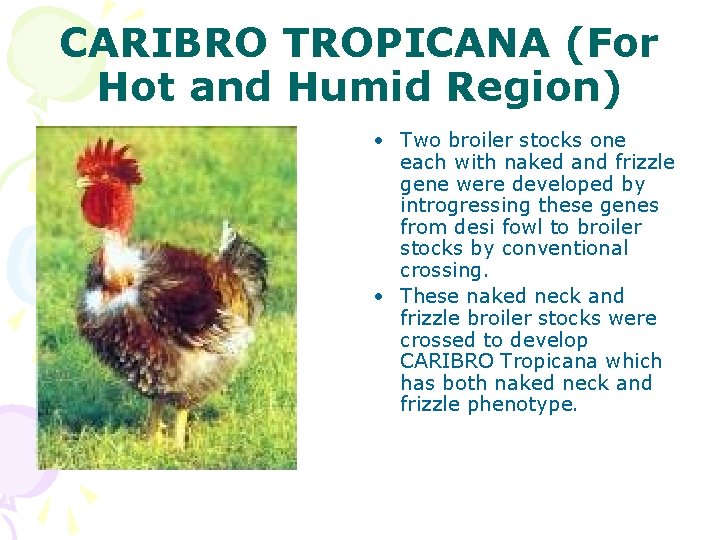 CARIBRO TROPICANA (For Hot and Humid Region) • Two broiler stocks one each with