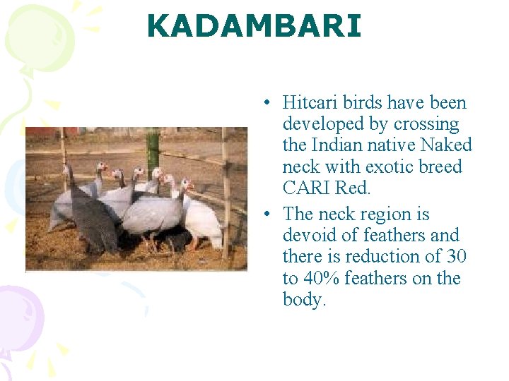 KADAMBARI • Hitcari birds have been developed by crossing the Indian native Naked neck