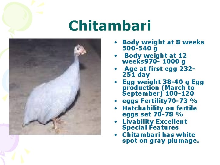 Chitambari • Body weight at 8 weeks 500 -540 g • Body weight at