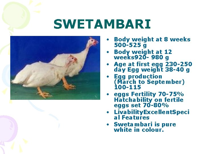 SWETAMBARI • Body weight at 8 weeks 500 -525 g • Body weight at