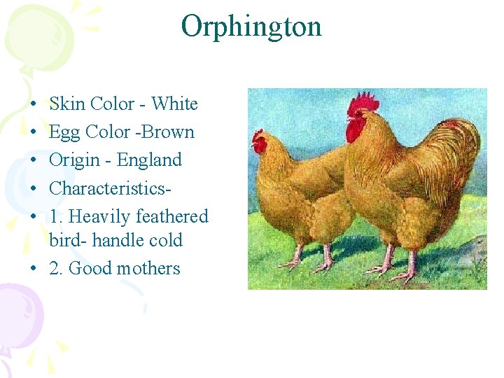Orphington • • • Skin Color - White Egg Color -Brown Origin - England