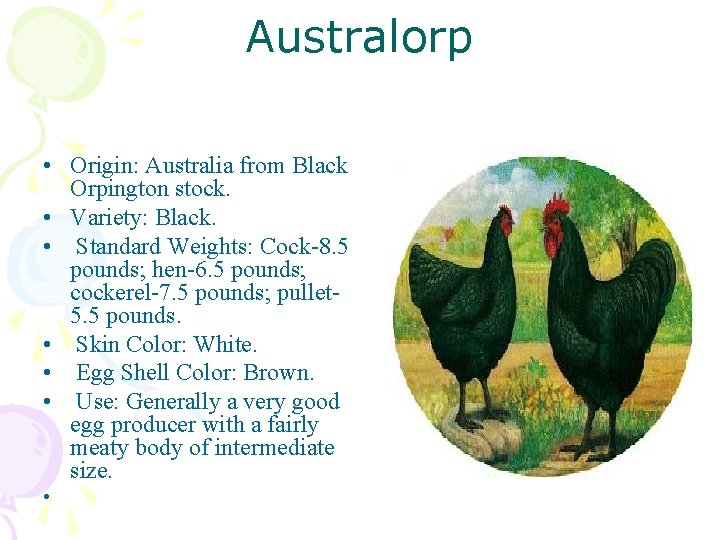 Australorp • Origin: Australia from Black Orpington stock. • Variety: Black. • Standard Weights: