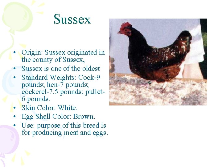 Sussex • Origin: Sussex originated in the county of Sussex, • Sussex is one